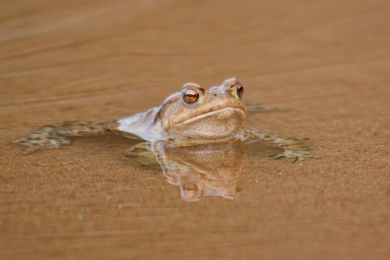 жаба, frog Земноводное созерцание фото превью