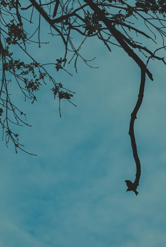 фото,креативное фото, гелиос,helios, Сергей Шевцов, Zap Шевцов, ZAP SHEVTSOV, фотография, Беларусь, Полоцк,Новополоцк, S5ii, Lumix, совесткая оптика, необычное фото photo preview