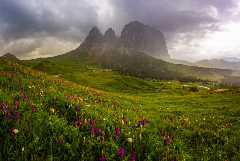 summer, rock, sony, bloom, mountain, italy, field, dolomity, green, grass Blooming Dolomityphoto preview