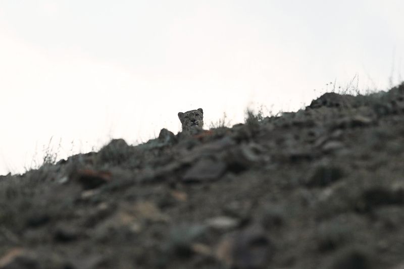 #snowleopard  #animals #wildlife  #bigcats Snow leopard looking at mephoto preview