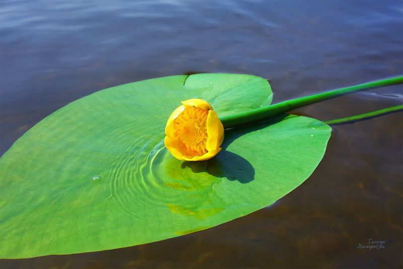 Кувшинка, лист, вода, волны, зеленый Красавица речнаяphoto preview