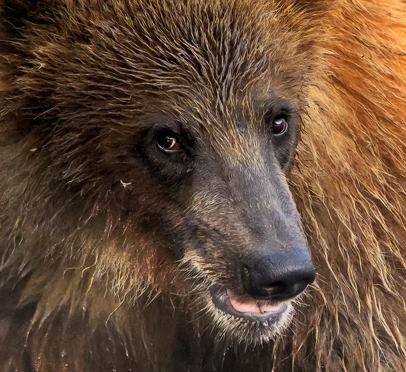 Опять кусаться будетphoto preview