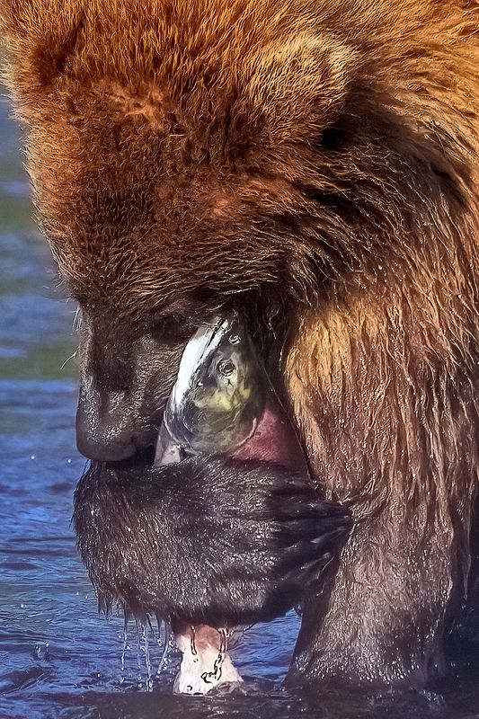 Рыбонька ты мояphoto preview