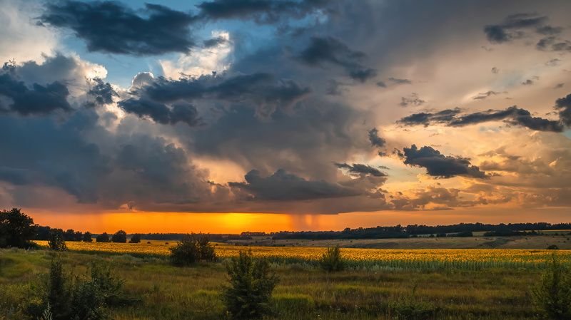закат дожди подсолнухи Дожди на закате.photo preview