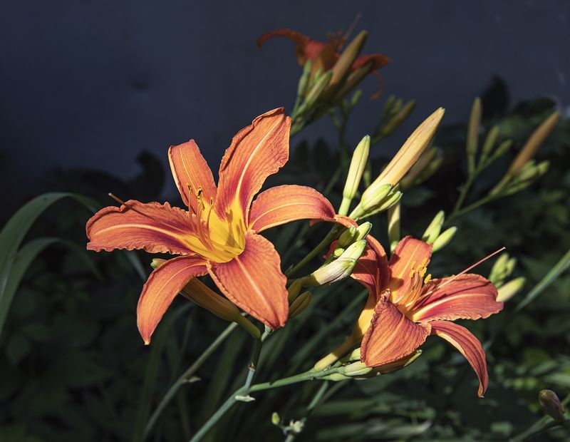 цветы Яркие краски лета.photo preview