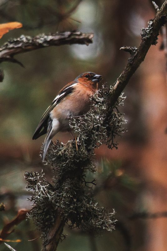 природа России, птицы России, зяблик, бердвотчинг Обитатель соснового лесаphoto preview