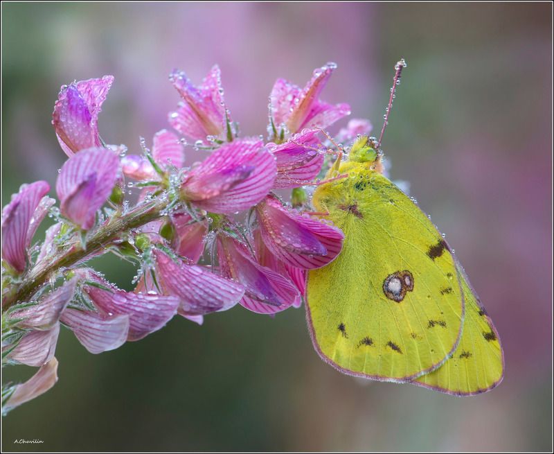 утро,бабочка,желтушка,crocea,эспарцет Утро Желтушки фото превью