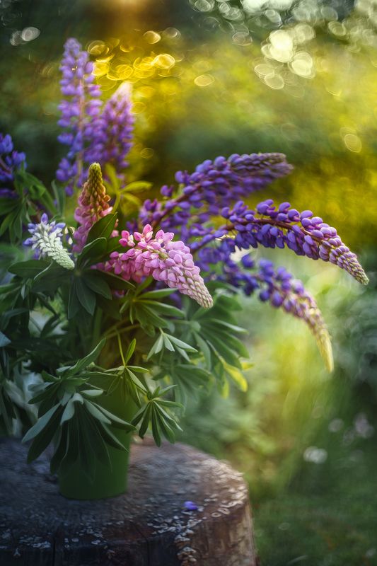 люпины, цветы, букет, лето, гелиос, helios Лето закружилоphoto preview