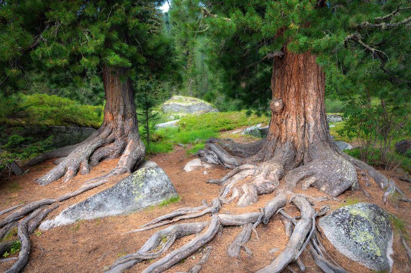 Два кедраphoto preview