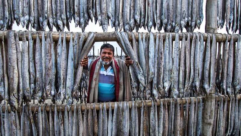 fish, fish drying fish drying field in bangladeshphoto preview