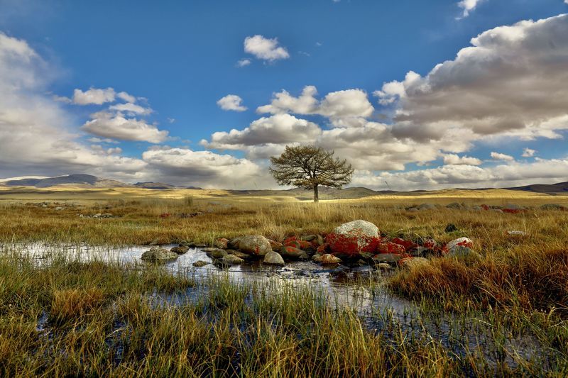 последняя лиственница долины Юстытphoto preview