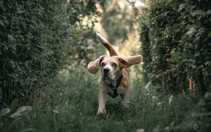 бигль, собака, уши, движение Бигль Юнаphoto preview