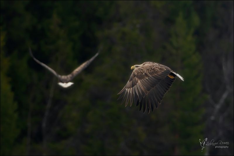 Лесной патрульphoto preview