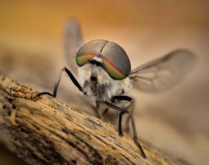 tabanus, sp. Слепень фото превью