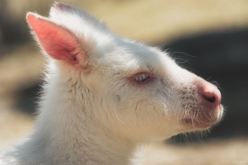 животные, млекопитающие, портрет животного, кенгуру, сумчатые, animals, mammals, animal portrait, kangaroo, marsupials Сумчатый и белый фото превью