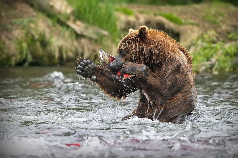 Кунг-Фу с рыбинойphoto preview