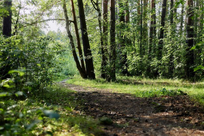 лес, листва, зелень, лето В летнем лесуphoto preview