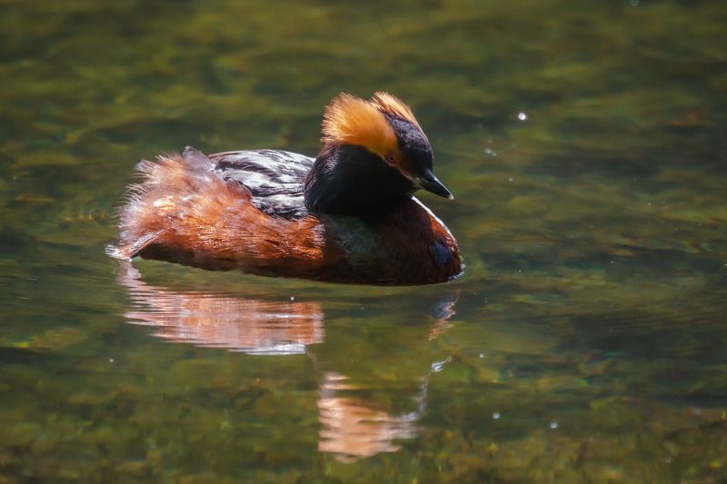 природа России, птицы России, красношейная поганка, бердвотчинг Красношейная поганкаphoto preview