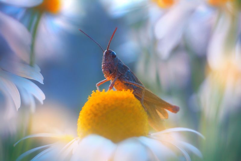 лето, природа, цветы, ромашки, кузнечик Ромашковый кузнечикphoto preview