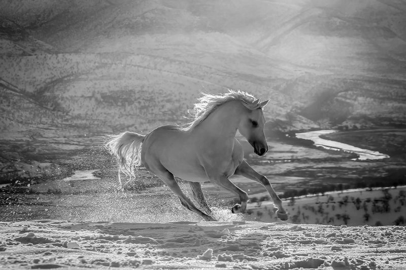 Horse. Mammal, Wildlife, Barzan, Kurdistan, Winter, Snow, bnw, Mustangphoto preview
