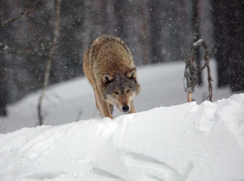 волк животные экосистема леса фотоохота серый обыкновенный евразийский европейский Зимняяphoto preview