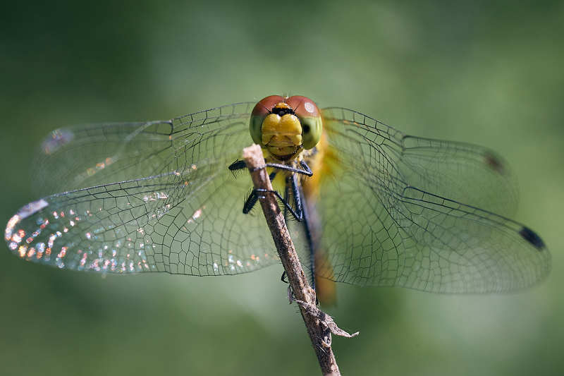 стрекоза насекомое Стрекозаphoto preview