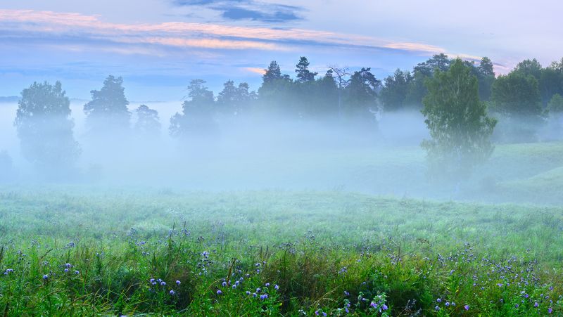 Про туман, что в роще заблудился.photo preview