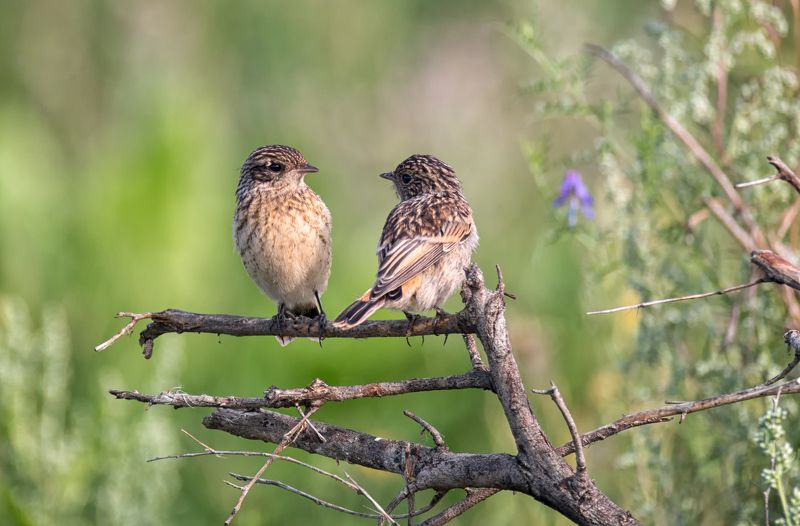 птицы, чекан, слёток, Малыши ждут маму, папу..photo preview