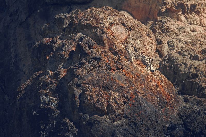 #snowleopard #bigcats #wildlife #animals Snow leopard in Himalayasphoto preview