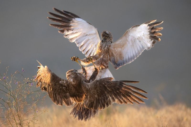 Болотные луниphoto preview