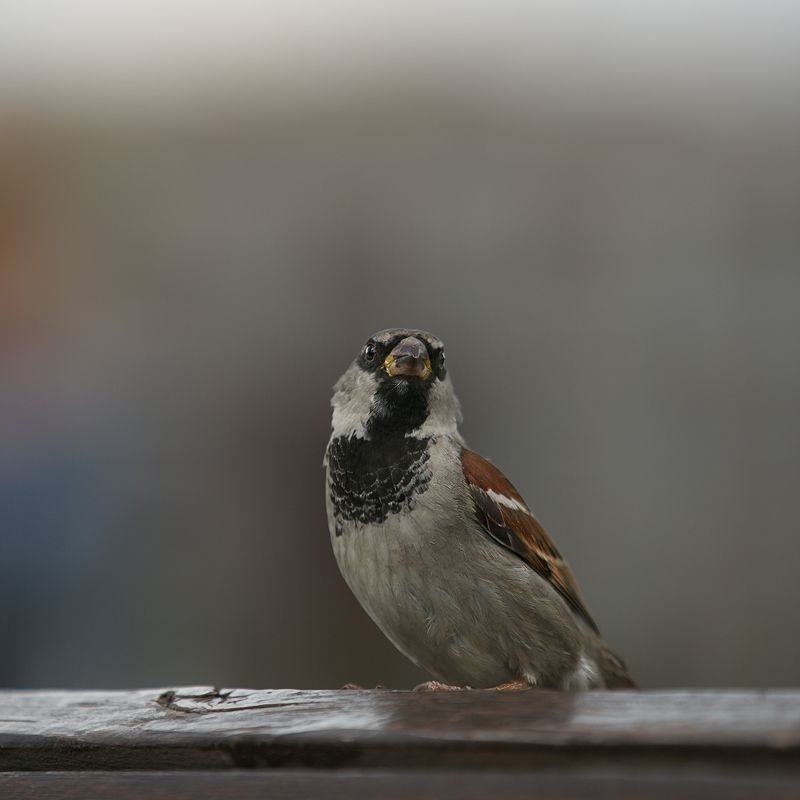 птицы, в, городе photo preview