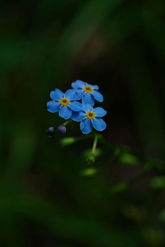 Незабудкаphoto preview