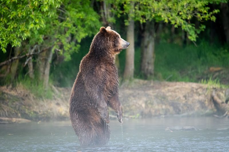 медведь, Камчатка, озеро, туман Там, за туманами......photo preview