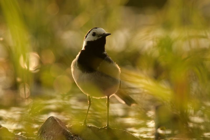 белая трясогузка, Motacilla alba, Речной аборигенphoto preview