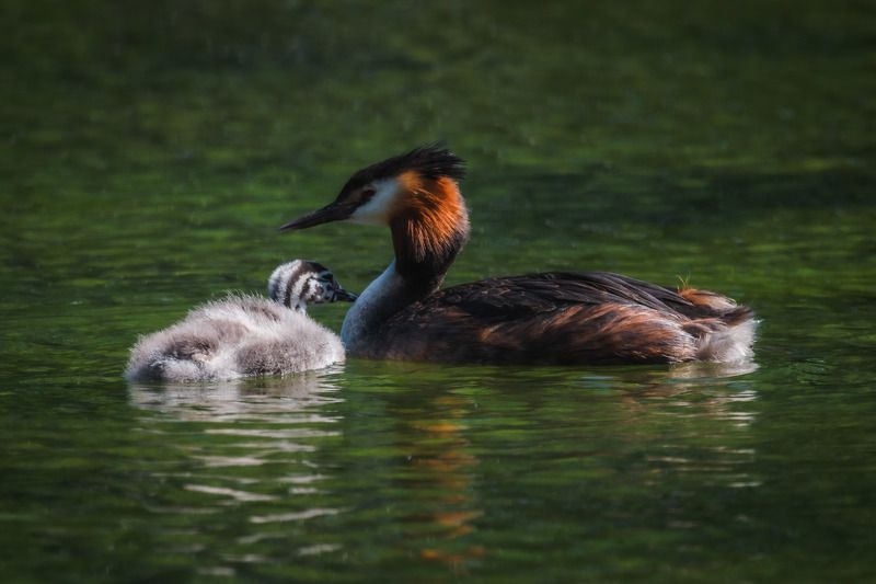 природа России, птицы России, чомга, большая поганка, бердвотчинг Чомга и ее малышphoto preview