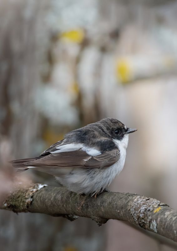 Мухоловка-Пеструшка Ficedula hypoleucaphoto preview