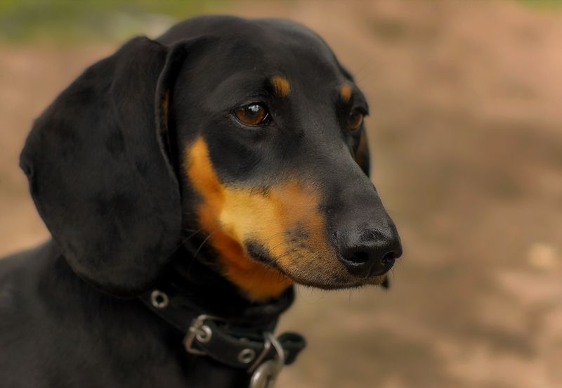 Марта.photo preview