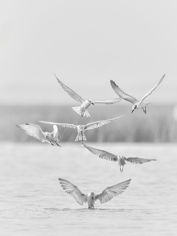 Symphony of wingsphoto preview