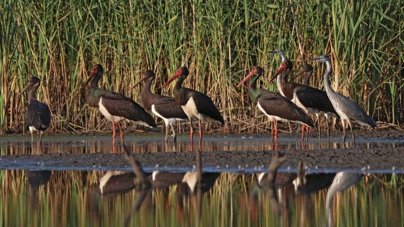 чёрный аист, аист, ciconia nigra, black stork, stork Делегацияphoto preview