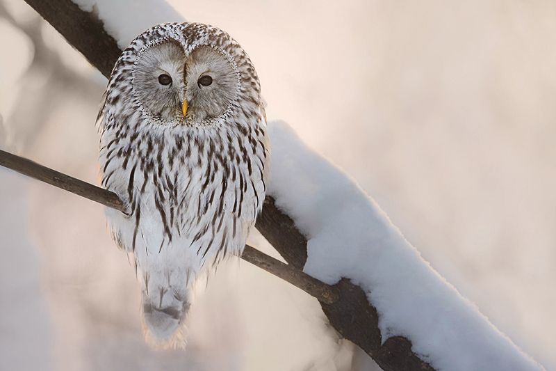 #owls, #wildlife, #animals, #birds Ural owlphoto preview