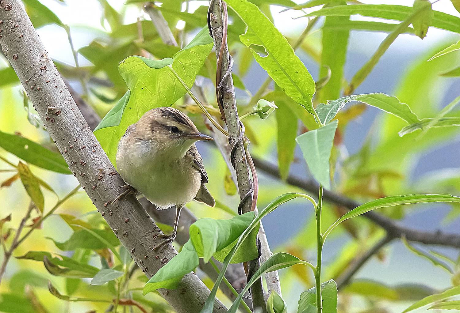 Камышовка барсучок. Автор: Широких Александр птицы, камышовка, берег озера, Широких Александр