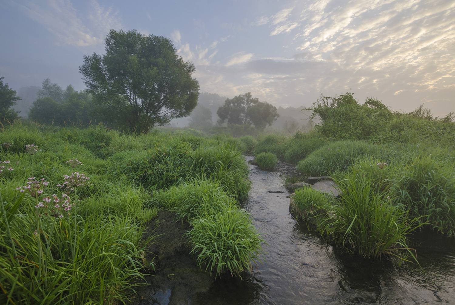 Утро на протоке. Автор: Михаил Агеев утро, лето, протока, якшино, Михаил Агеев