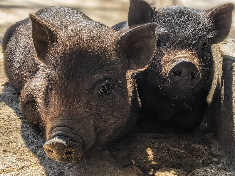 животные, портрет животного, млекопитающие, мобильная фотография, свинья, мобилография, mobile photography, mammals, pig, animals, animal portrait Дуэт с пятачками фото превью
