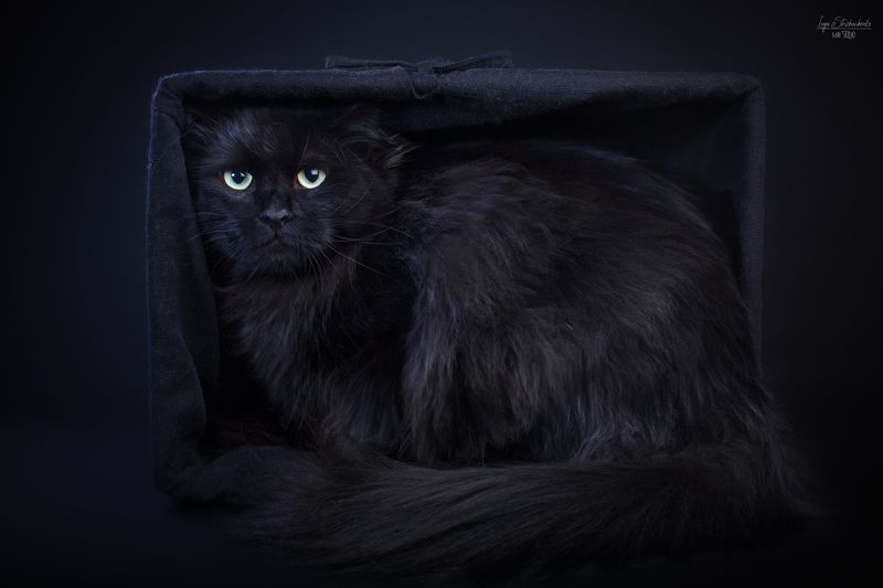 кот, домашние животные Simuran Onix, siberian catphoto preview