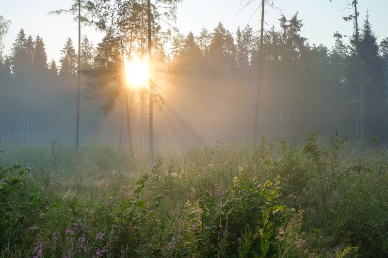 Калужская обл., Рыляки в середине лета IIphoto preview