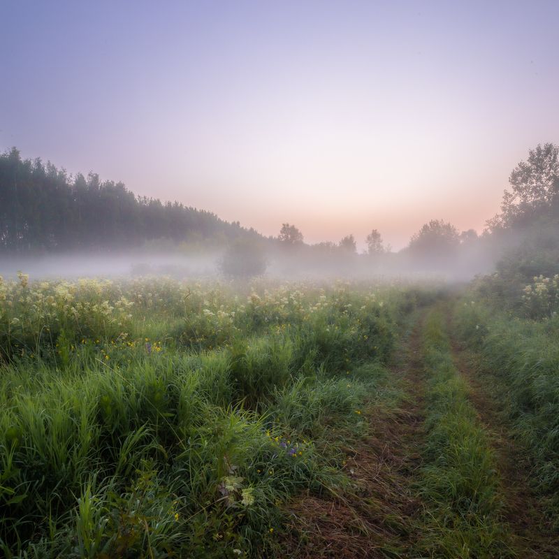 туман, утро, рассвет, восход, небо, солнце, тепло, лето, июль, рано, ночь, поле, дорога, трава, цветы, ярко Июльское утроphoto preview
