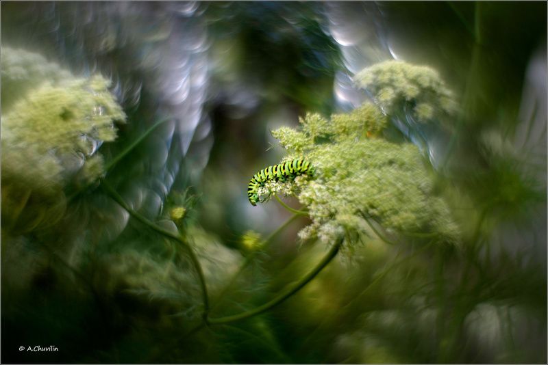 махаон,гусеница,сказочный,мир Сказочный мир Махаона фото превью