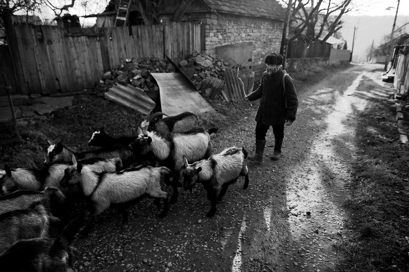 Пастухphoto preview