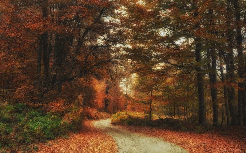 Дорога, Осень Осенними дорожками...photo preview