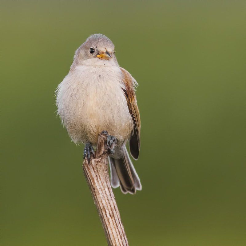 птенец ремеза, синица-ремез Почти орёл!photo preview